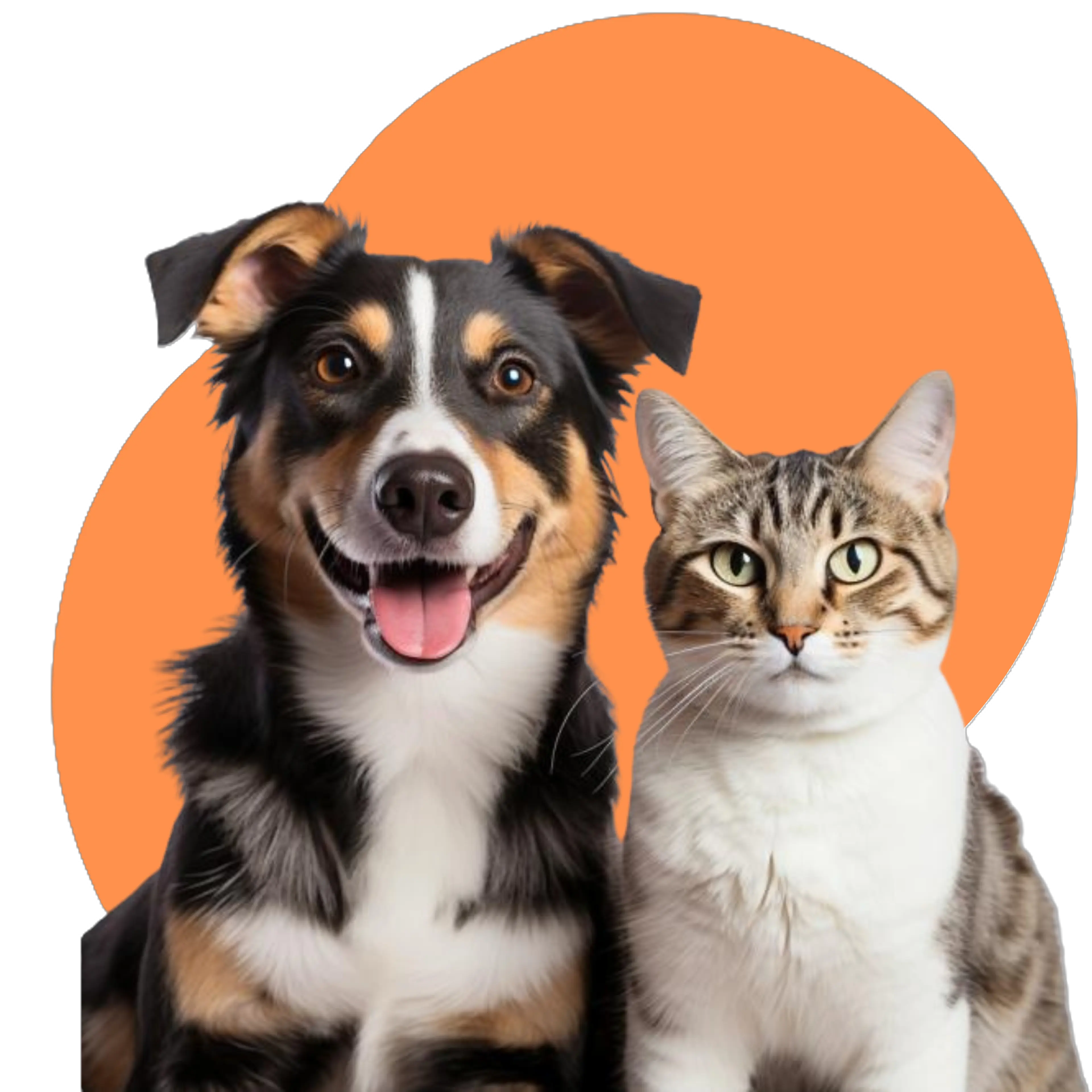 Foto cachorro e gato